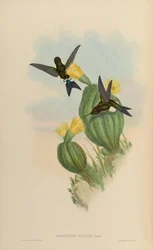 Eriocnemis simplex = Eriocnemis cupreoventris